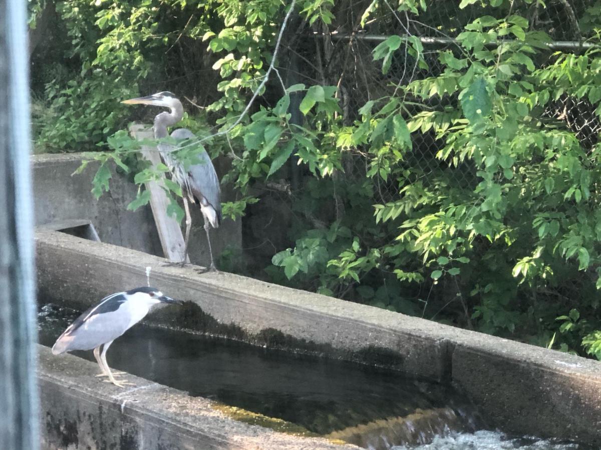 Herring Run Bourne Bagian luar foto