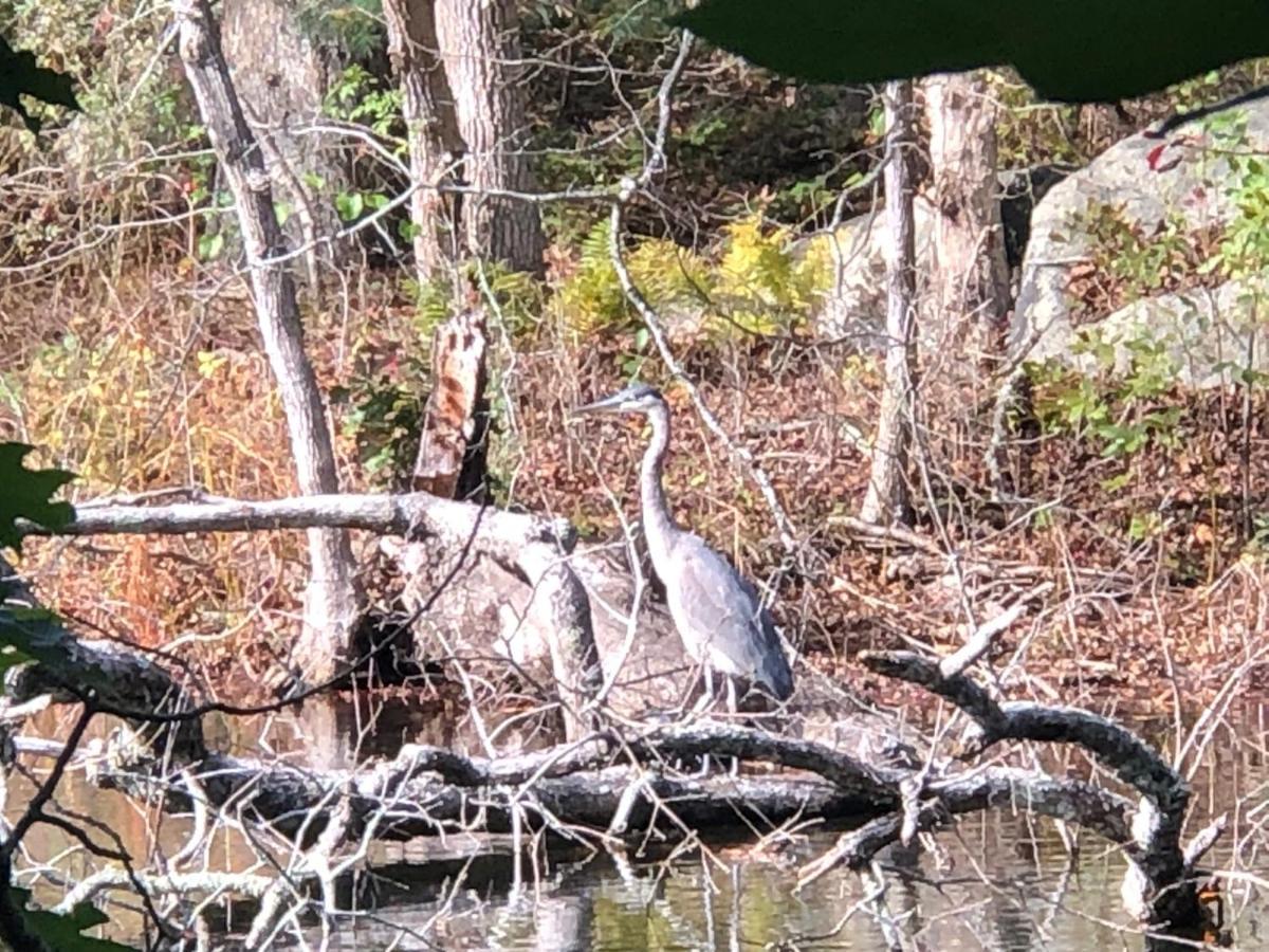 Herring Run Bourne Bagian luar foto
