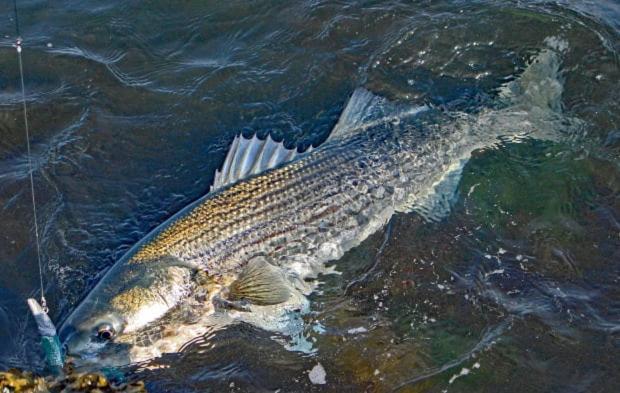 Herring Run Bourne Bagian luar foto