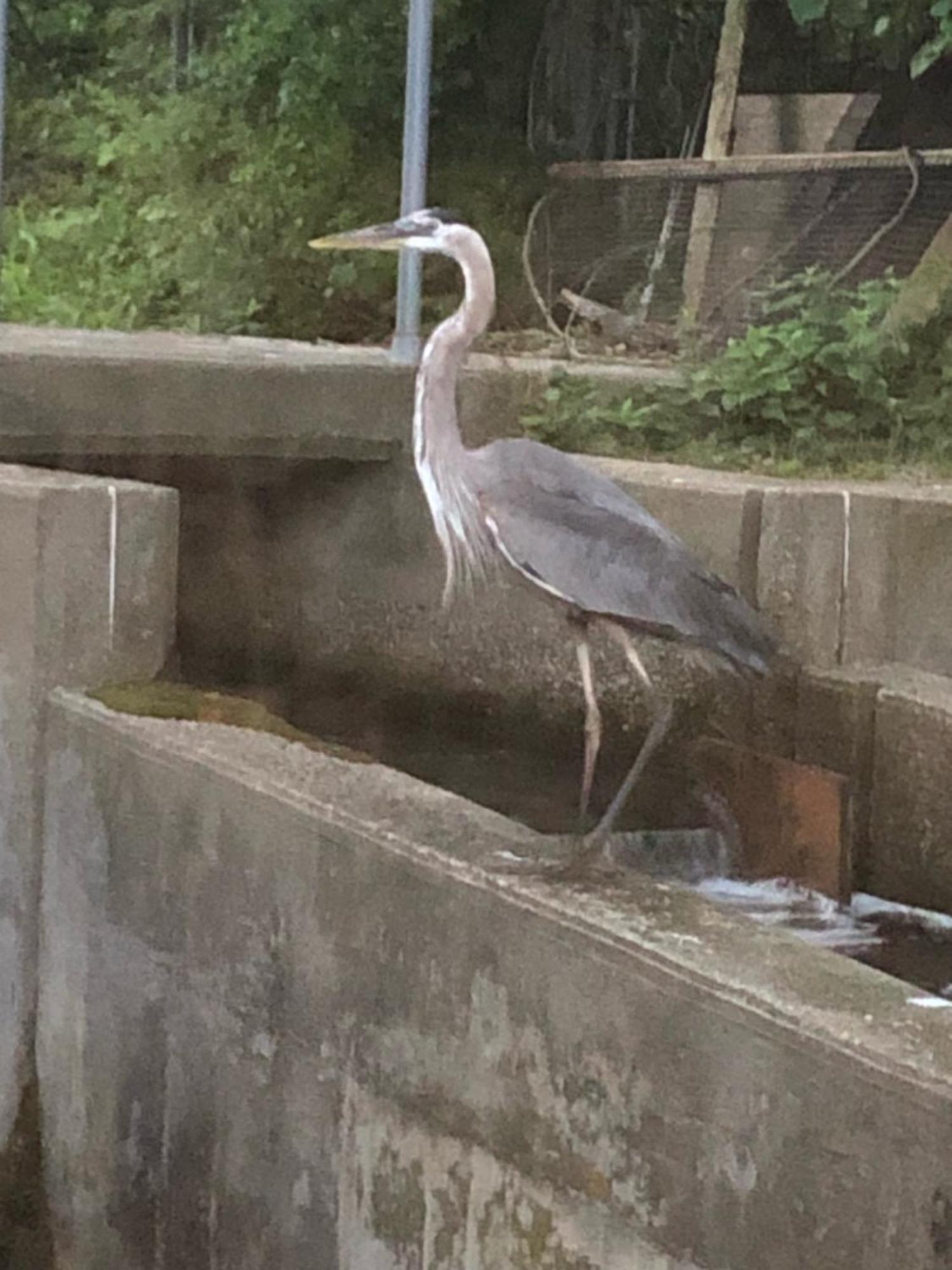 Herring Run Bourne Bagian luar foto